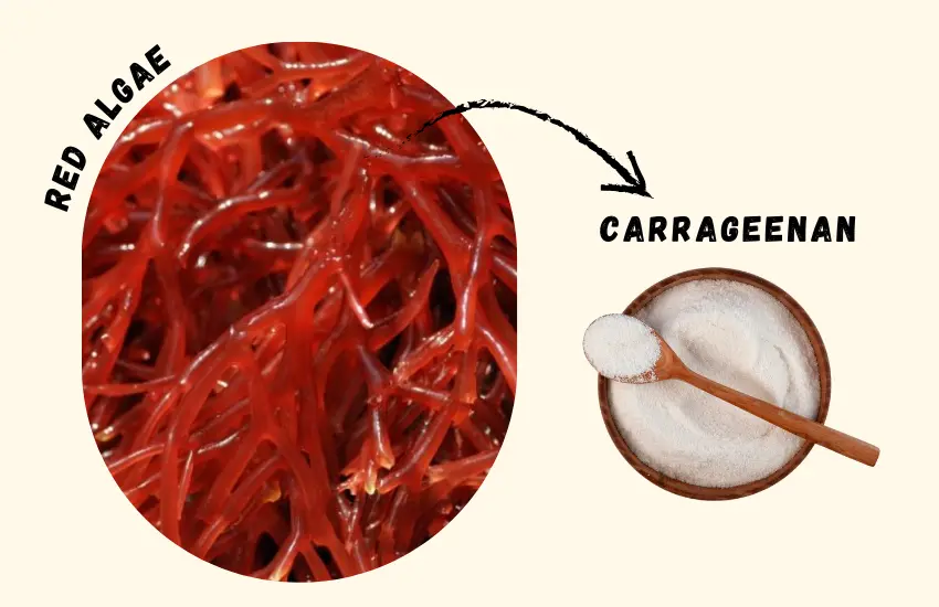 Red algae and carrageenan.