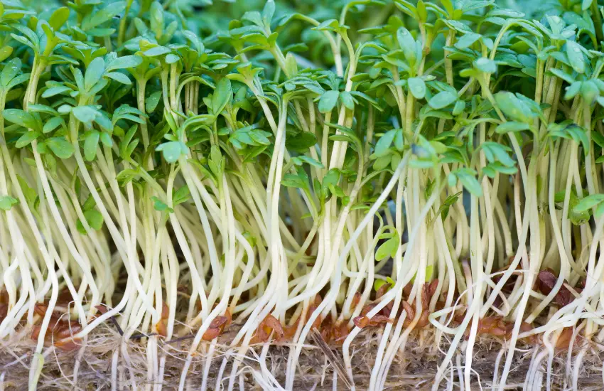 Baby watercress with roots in soil.