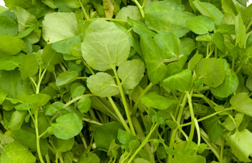 Raw watercress