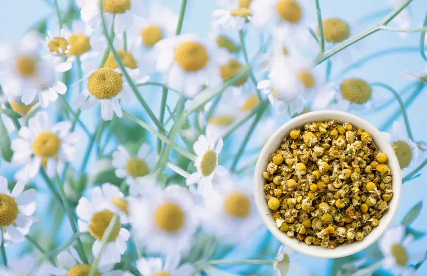 Chamomile plants