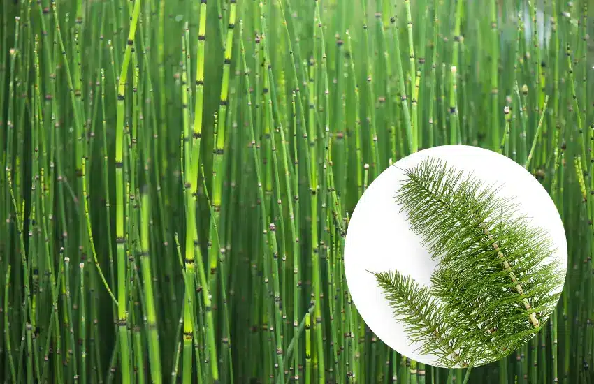 Large batch of horsetail plants.