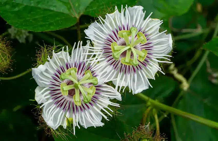 Passion Flower plants