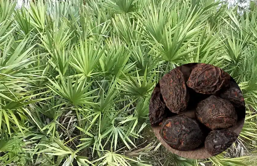 Group of saw palmetto trees and close-up of seeds.